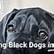 Image result for Antique Black Dog Painting