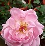 Image result for Le Petit Prince Rose
