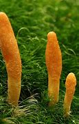 Image result for cordyceps