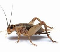 Image result for Cricket