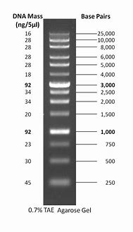 Image result for Invitrogen Trackit 1 KB Plus DNA Ladder