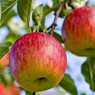 Image result for Red Fuji Apple