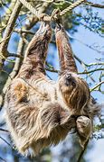 Image result for Two-Toed Sloth