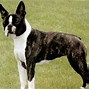 Image result for Boston Terrier Named Max
