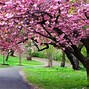 Image result for Sakura Tree Falling Cherry Blossoms Wallpaper