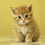 Image result for Good Cute Wallpapers