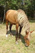 Image result for Silver Bay Draft Horse