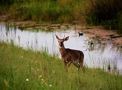 Image result for Everglades Deer