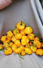 Image result for Scotch Bonnet Scoville