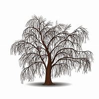 Image result for Willow Tree Drawing Clip Art