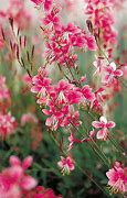 Image result for GAURA PINK