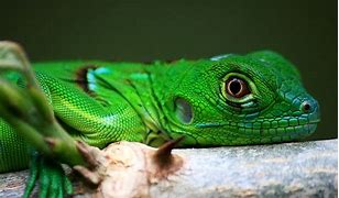 Image result for Belizean Animals