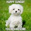 Image result for Happy Sunday Memes Funny