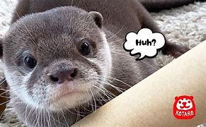 Image result for Talking Otter