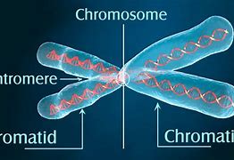 Image result for The Difference Between Chromosome and Chromatid