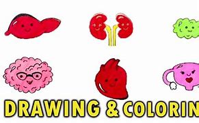 Image result for Organ Drawing for Toddler