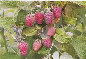 Image result for Rubus idaeus tulameen