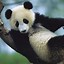 Image result for Giant Panda Endangered Species