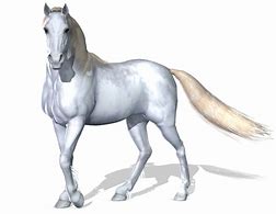 Image result for Horse Image with No Background Color