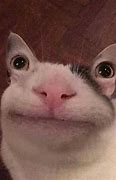 Image result for Polite Cat Meme More Images