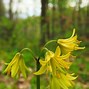 Image result for New England Spring Wildflowers
