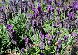 Image result for Lavandula Stoechas