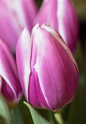 Image result for Tulipa Synaeda Blue