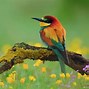 Image result for Free Spring Animal Wallpaper