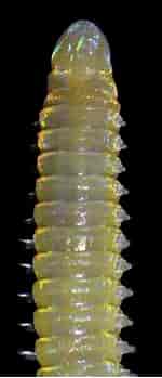 Image result for "lumbrineris Tetraura". Size: 142 x 349. Source: www.inaturalist.org