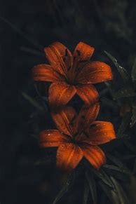 Image result for Orange Flower iPhone 6 Plus Wallpaper
