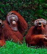 Image result for Laughing Animal Meme