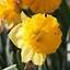 Image result for Narcissus Beowulf