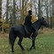 Image result for Black Horse Breeds