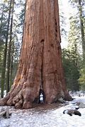 Image result for What Is the Biggest Tree in the World