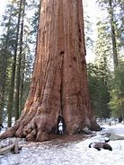 Image result for Hopea Nutans the Biggest Tree in the World