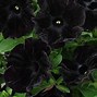 Image result for PETUNIA BLACK