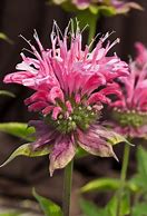 Image result for Monarda Marshalls Delight