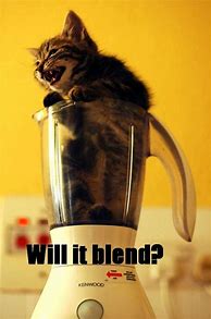 Image result for Cat in a Blender Meme