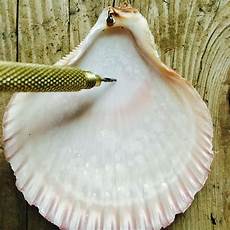 crafts seashell how to drill a in a seashell without breaking it crafts seashell how to drill a in a seashell without breaking it