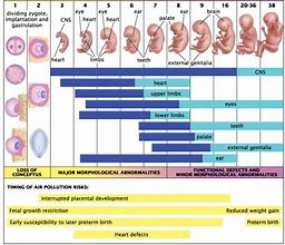 Image result for Growth Chart by Gestational Age