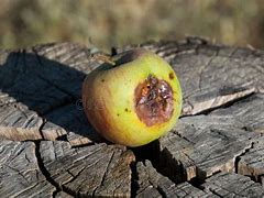 Image result for Red Delicious Apple Fungus