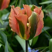 Image result for Tulipa Yellow Madonna