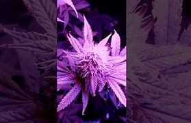 Image result for Blueberry Marijuana Strain
