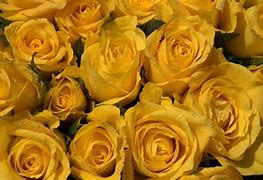 Image result for Yellow Rose Wallpaper for Laptop