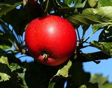 Image result for Alabama Fruit Trees Red Apple