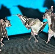 Image result for Cute Bat Hangingstone