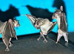 Image result for Bat at Spelling Meme