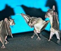 Image result for Bats Upside Down Dancing