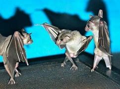 Image result for Funny Bat Drawings