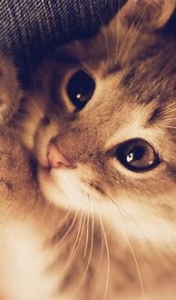 Image result for Cat Wallpaper for Phone